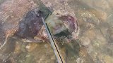 赶海：趁着退大潮，发现灯笼鱼