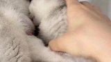小猫咪不舒服，看老三宠溺的样子太可爱了，萌萌哒