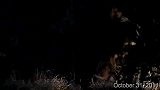 雄狮世界的“核武器”—致敬黑手党老大马库鲁那摄人心魄的吼声