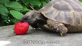 喂乌龟吃蜗牛，没想到结果是这样，网友：都是蜗居，何必互相伤害