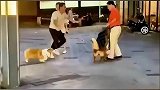 小狗挑衅大狗，眼见不敌男子踹倒大狗主人