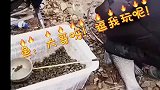 好好的钓鱼，演成放生了