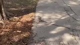 送它回家后，猫头鹰全家每天来打招呼