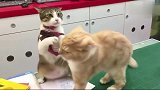 橘猫：朕忍你很久了，朕不发威，你当朕是病猫
