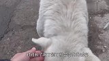 狗狗被主人遗弃后，常年住在垃圾堆，路人看后的举动亮了