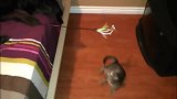 猫狗一家亲，还有比小猫加大狗，更萌的组合吗？