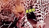 怎么全是刺呀，拔都拔不完