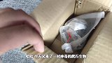 史前生物巨型蜥蜴，他的后代沦落为宠物饲养，这东西能吃肉