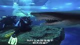 为什么水族馆看不到大白鲨呢