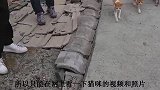 猫之岛泛滥成灾：这里究竟是猫的天堂还是地狱