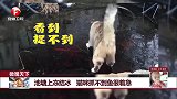 池塘上冻结冰 猫咪抓不到鱼很着急