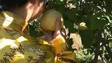 300年的香格里拉雪域高原古树藏梨，离太阳最近的梨，想吃吗？