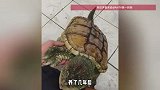 家人买回鳄龟准备食用，被男子阻止并决定养着，现在特别黏人