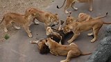 一群母狮合力围攻一只雄狮，雄狮被噙一直哀嚎，这是做错了啥