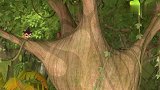 第23集卓玛cut：对不起了，丁凯