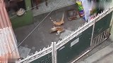 战斗喵生，猫咪居然也有这么强的战斗力！
