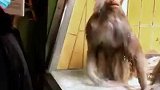 男子去动物园看猴，结果把猴看生气了