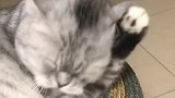 猫出门前要把猫脸洗干净！