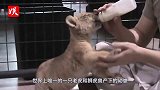 母狮虎兽生下世界唯一“虎狮虎兽”，性别女，性格更像老虎！