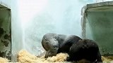 大猩猩除了不能出来，在笼子里没压力也没盼头，无忧无虑的玩耍！