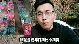 宠物店犬舍卖不掉的金毛拉布拉多如何处理？难倒真的抛弃“吃肉”