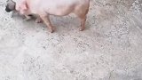 猪欺负狗狗