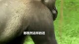 人和大猩猩能不能生下孩子科学家对这个猜想做了实验