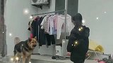 本以为德牧是个王者，谁知道只是个青铜，一秒钟就怂哭了