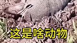 这小动物这么勤快，都不好意思打扰了