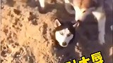 一群小狗合伙欺负人