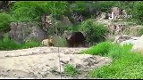 狮子试图猎杀水牛公牛