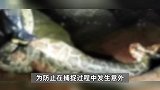 50斤蟒蛇偷吃30斤山羊，被抓时肚子胀成一个球，数人轮流抬着走