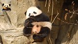 熊猫宝宝卖萌还挺周到，正面背面都要亮相，可爱指数100分