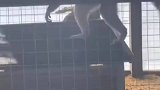 票没白买啊，狐猴给我跳了段炸雷