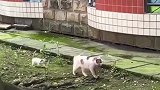 小猫紧跟猫妈妈，结果猫妈妈一个闪现