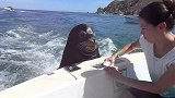 女子坐快艇遭海豹拦截，不给食物吃就不走，网友：太无赖了！