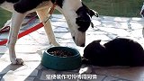 猫咪和狗狗的无声较量，一进一退全是戏，太搞笑了