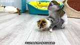 小猴子化身为猫咪“保姆”，大家看他称不称职