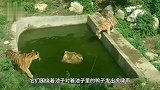 两只老虎盯上水塘里的小鸭，本来只在池边观望，下一秒画风突变！