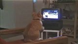 猫咪看电视学拳击，汪星人要小心了！