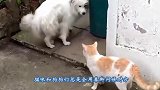 猫咪坐在路口，迎接柴犬回家，狗狗开心的乱了分寸