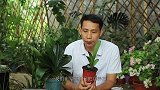 养小棵的君子兰，这2件事不可大意，后期长势旺，一年长6片叶