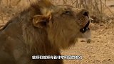狮子争霸赛，想上位当个狮王真的不简单！