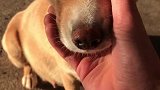 中华田园犬晒晒太阳，小黄还有几天就要落小狗宝宝了