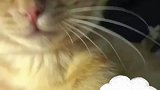 猫猫眼神里全是质问，有种继续打啊