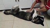 二哈绝技重现江湖，要不要这么萌？笑得我肚疼