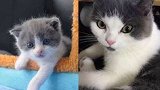 男子花25万造国内首例克隆猫：想让爱宠再回到身边