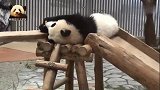 熊猫宝宝躺在滑梯上，懒洋洋地吃着胡萝卜，还能再可爱点儿吗？