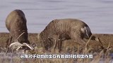 一头鹿的鹿角只长不脱，4年后被人发现，已是这副模样！