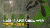 献礼新中国成立70周年 淮安一景区种出巨幅天安门水稻田